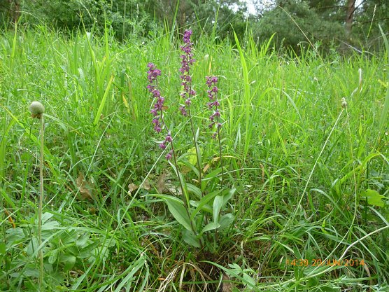 2014 - Sattelk&ouml;pfe - Hohe Schleife - Standort Anemone  sylvestris (Foto: Bodo Schwarzberg)