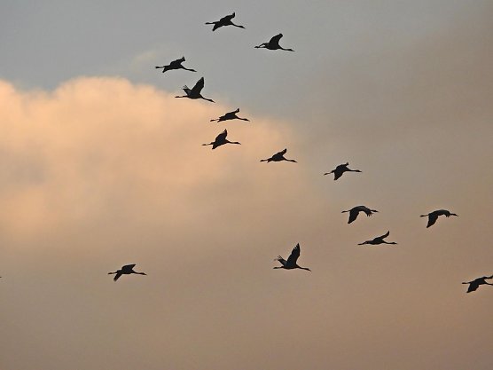 Kraniche im S&uuml;dharz (Foto: Herbert Buchholz/A. Koschorrek)