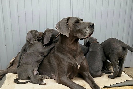 Ihren ersten Wurf hatte Aurelia im Fr&uuml;hjahr 2015. (Foto: privat)