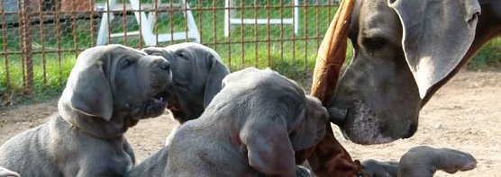 Gespr&auml;ch mit einer Doggenz&uuml;chterin (Foto: privat)