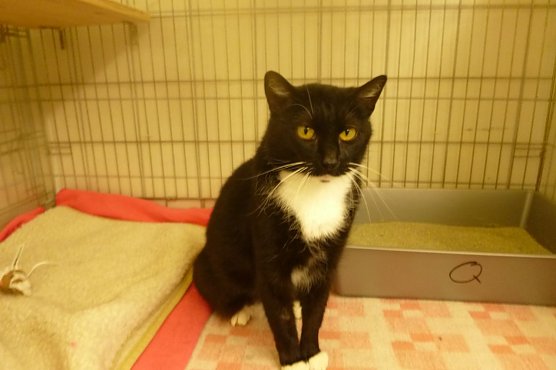 Tier der Woche: Hally (Foto: Birgit Hellrung)