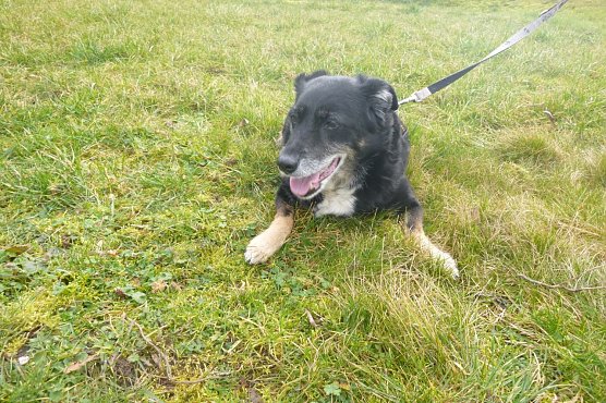 Tier der Woche: Leika (Foto: Birgit Hellrung)