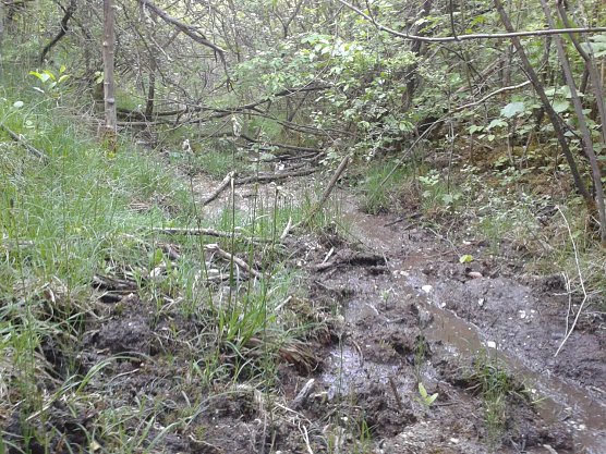 Breitbl&auml;ttriges Wollgras (Foto: Bodo Schwarzberg)