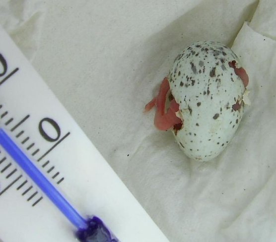 Das verlorene Ei (Foto: Weber)