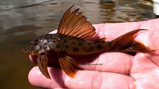 Ancistomus feldbergae (Foto: Swen Buerschaper)