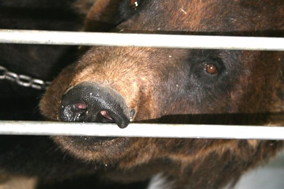 B&auml;r Ben (Foto: R&uuml;diger Schmiedel)