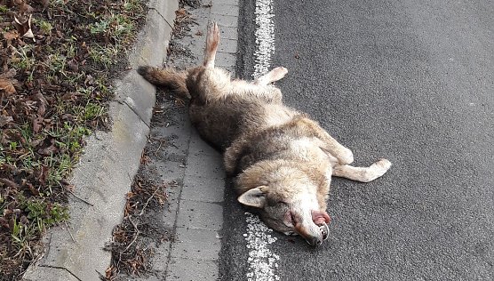 Hund oder Wolf - die Frage ist beantwortet (Foto: privat)