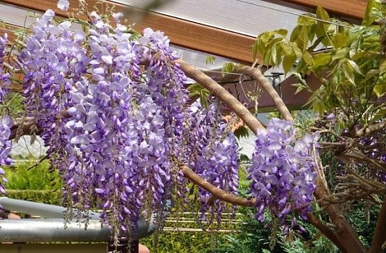 Blauregen in Nachbars Garten (Foto: privat)