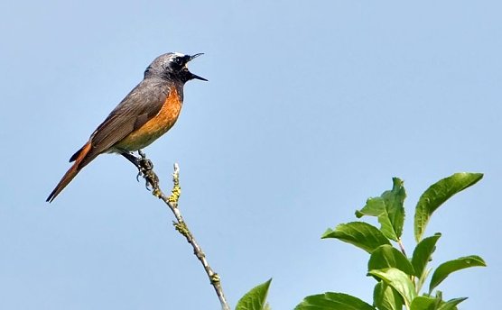 Vogelstimmenwanderung (Foto: privat)