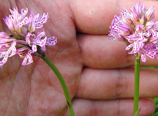 Dreiz&auml;hnige Knabenkraut (Orchis tridentata) (Foto: Bodo Schwarzberg)