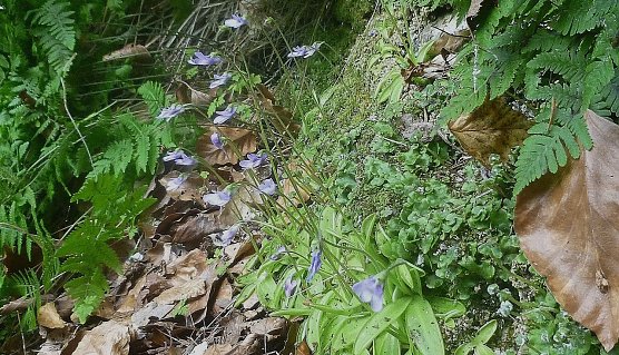 Fast verschwunden: Das Gips-Fettkraut (Foto: Bodo Schwarzberg)