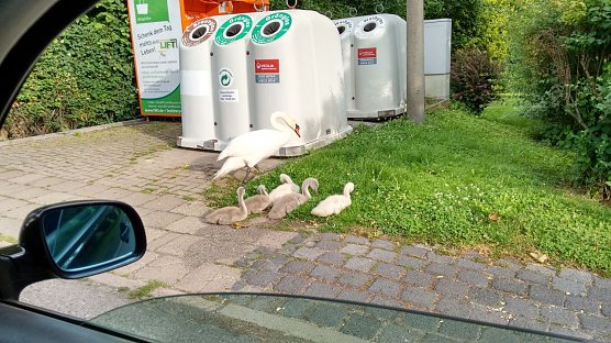 Schwanenfamilie unterwegs in Bleicherode (Foto: privat)
