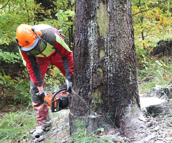 Forstwirt_Holzernte (Foto: HorstSpro&szlig;mann)