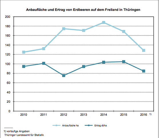 Anbaufl&auml;che und Ertrag von Erdbeeren auf dem Freiland in Th&uuml;ringen (Foto: Th&uuml;ringer Landesamt f&uuml;r Statistik)