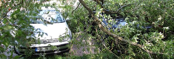 Unter Gr&uuml;n versch&uuml;ttet (Foto: privat)