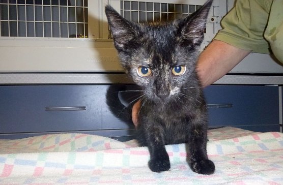 Sucht ein neues Zuhause (Foto: B. Hellrung)