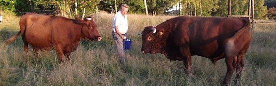Das Foto zeigt Wilfried Forst auf der Alm in Rothes&uuml;tte. Rechts im Bild Zuchtbulle Barabas (Foto: Kurt Frank)