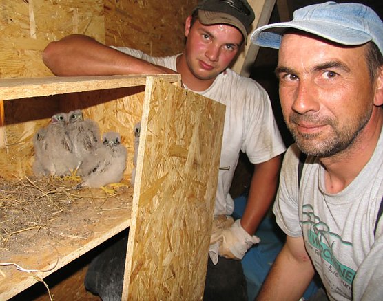 Neue Brutmöglichkeit (Foto: psv) Neue Brutmöglichkeit (Foto: psv)