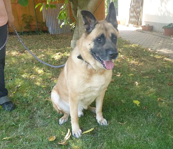 Willi, der Hundeopa (Foto: Birgit Hellrung) Willi, der Hundeopa (Foto: Birgit Hellrung)