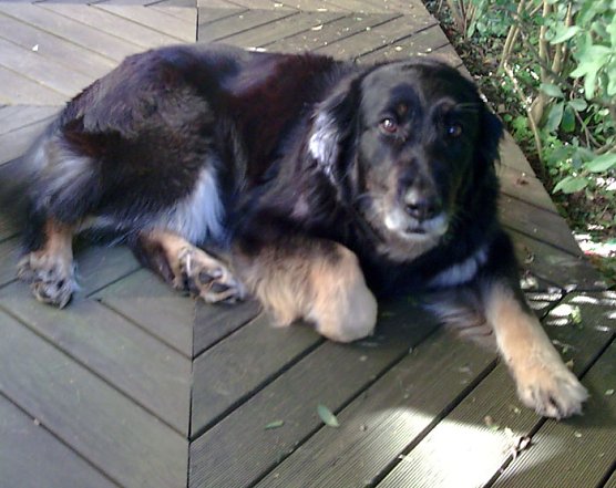 Angst vor Feuerwerk (Foto: privat)