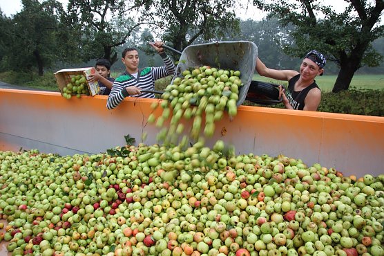 Jede Menge &Auml;pfel f&uuml;r einen guten Zweck - in Nordhausen und Leimbach wurden am Vormittag &Auml;pfel f&uuml;r Aleppo gesammelt (Foto: Sylvia Spehr)