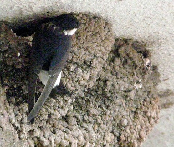 Schwalbennest (Foto: Piper) Schwalbennest (Foto: Piper)