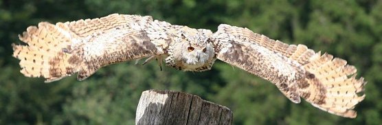 Majest&auml;tischer Flug (Foto: Harzfalkenhof )
