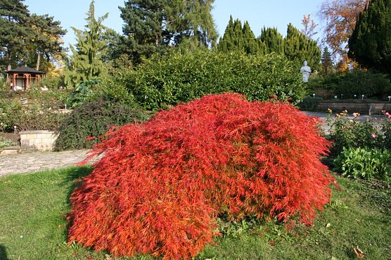 Herbstliches Rosarium (Foto: Karin Thom) Herbstliches Rosarium (Foto: Karin Thom)