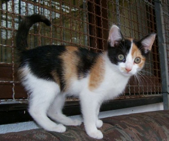 tier der woche (Foto: tierheim)