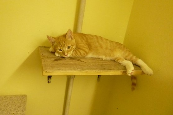 Tier der Woche: Lippi (Foto: Tierheim Nordhausen)