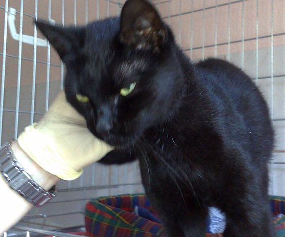 Besitzer gesucht (Foto: Tierschutz Nordhausen)