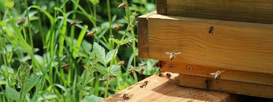 Imkern will gelernt sein (Foto: Angelo Glashagel) Imkern will gelernt sein (Foto: Angelo Glashagel)