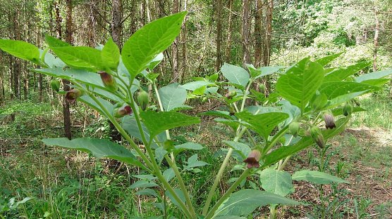 Tollkirsche (Foto: B. Schwarzberg)