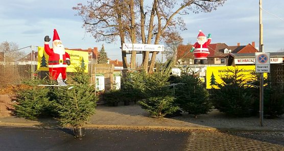 Baumverkauf (Foto: Fuhrmann) Baumverkauf (Foto: Fuhrmann)