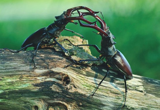 K&auml;mpfende Hirschk&auml;fer (Foto: Landesforst Niedersachsen)