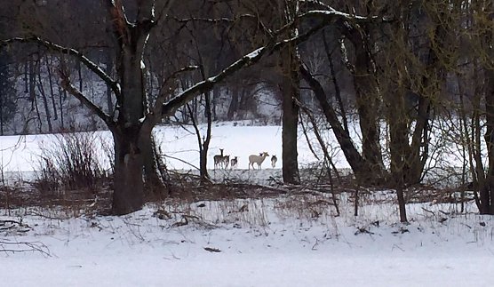Wei&szlig;e Reh bei H&ouml;rningen? (Foto: H. Eckhardt)