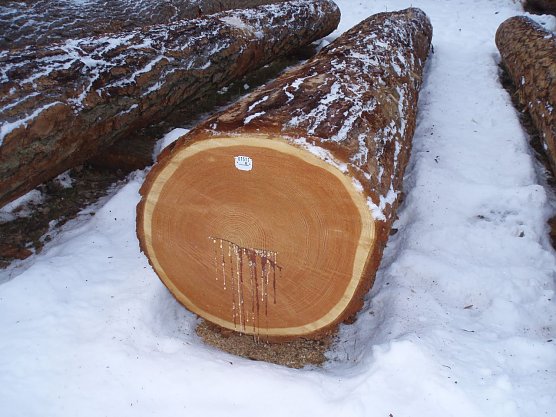 Die teuerste L&auml;rche aus dem S&uuml;dharz � aus dem Steinm&uuml;hlental bei Appenrode (Foto: Forstamt Bleicherode-S&uuml;dharz)