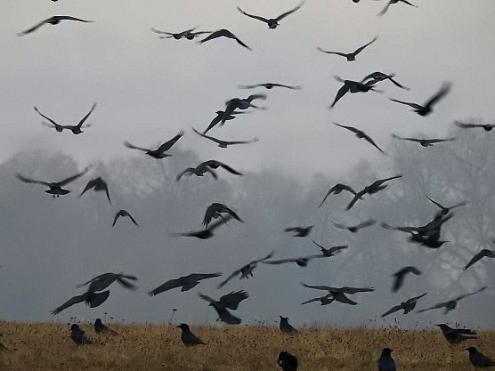 Zwischenstopp am Stadtrand - G&auml;nse rasteten bei Nordhausen (Foto: Peter Blei)
