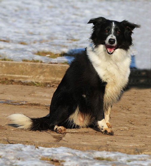 Bella, die Verschmuste (Foto: Tierheim Nordhausen)