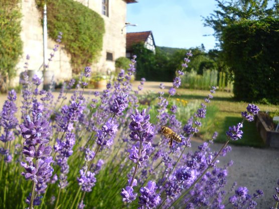 Bienen am Lavendel im Kloster Michaelisstein (Foto: Andre Koppelin) Bienen am Lavendel im Kloster Michaelisstein (Foto: Andre Koppelin)