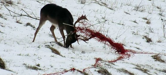 Zur Aufgabe der J&auml;ger geh&ouml;rt auch die Rettung von Tieren aus lebensbedrohlichen Situationen (Foto: T. Mei&szlig;ner)