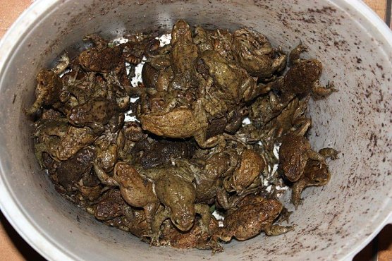 Kr&ouml;tenwanderung (Foto: privat)