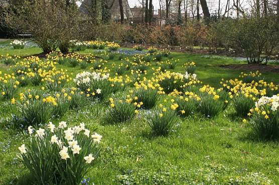 Fr&uuml;hbl&uuml;her im Rosarium Sangerhausen (Foto: Rosarium)