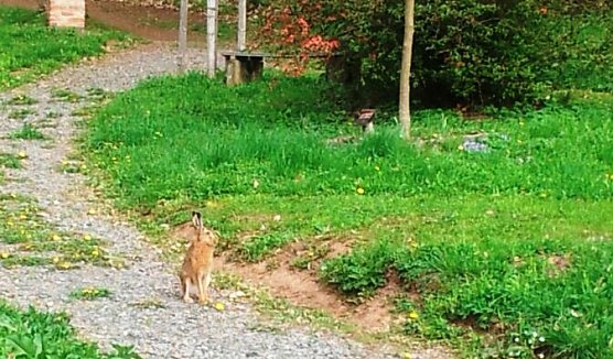 Der "Osterhase" im Ilfelder Ahornpark (Foto: Judith Hesse)