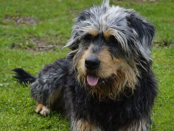 Tier der Woche Sam (Foto: Tierheim Nordhausen)