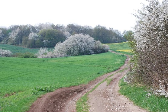 Karstwanderweg am Kuhberg (Foto: BUND)