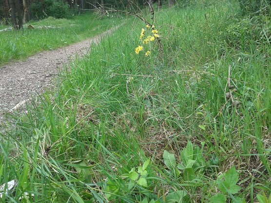 Abbiss-Pippau (Foto: B. Schwarzberg)