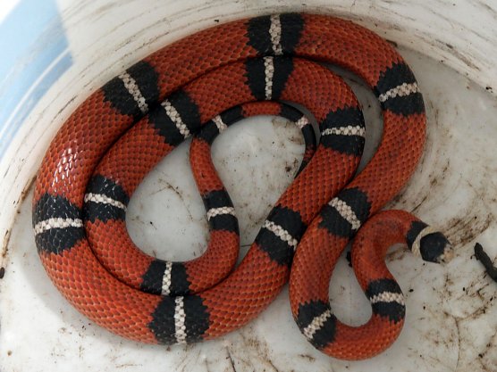 K&ouml;nigsnatter gefunden (Foto: nnz)