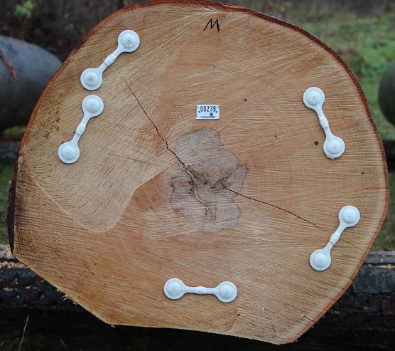 Holunagel (Foto: Th&uuml;ringenforst Dr. Spro&szlig;mann)