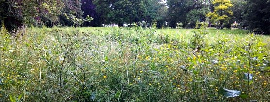 Eine Mahd vor dem Pfingstfest h&auml;tte dem Stadtpark gut getan. (Foto: Kurt Frank)